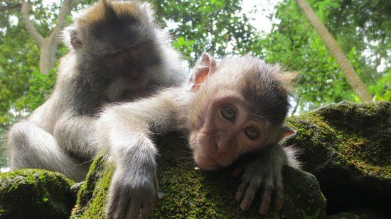 Sacred Monkey Forest Sanctuary